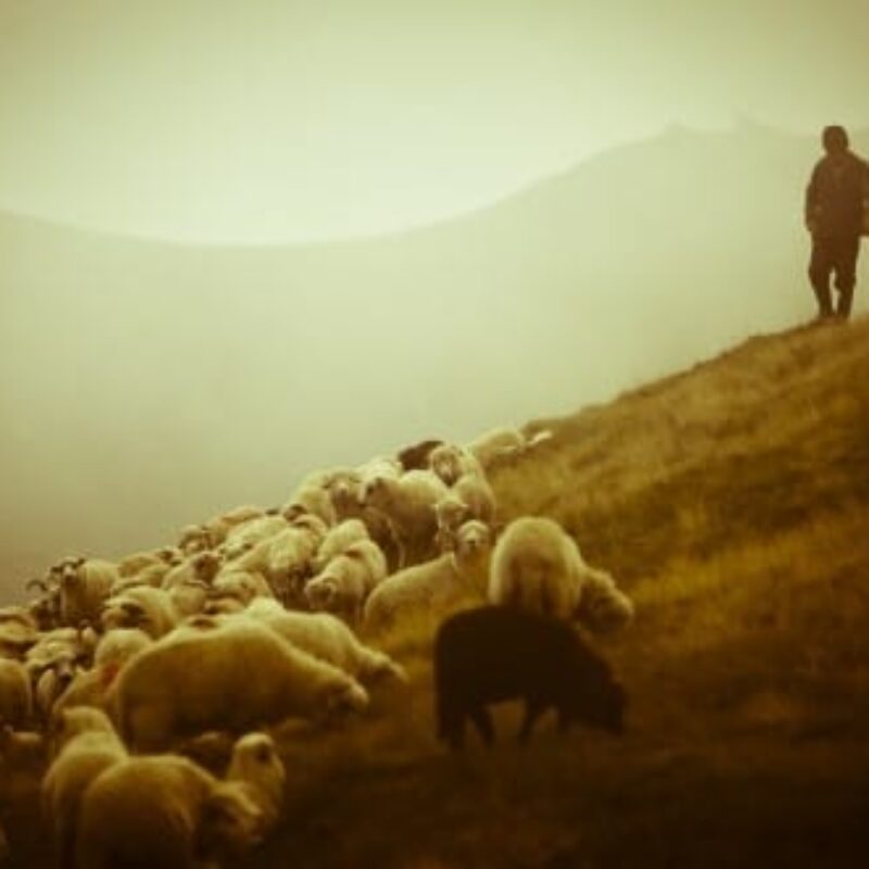 Pastoral Meditations: .05 – Shepherding Sheep